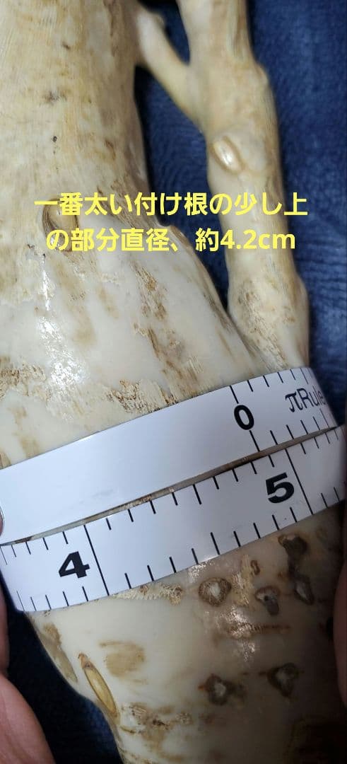 深海松　天然珊瑚　原木