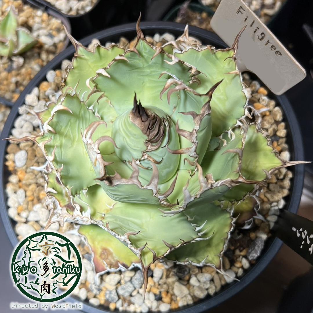 レア【送料込】親株　特大サイズ　フィリグリー　アガベ　チタノタ　圓葉拇指
