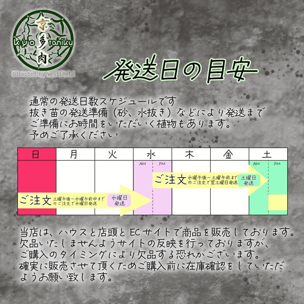 レア【送料込】親株　特大サイズ　フィリグリー　アガベ　チタノタ　圓葉拇指