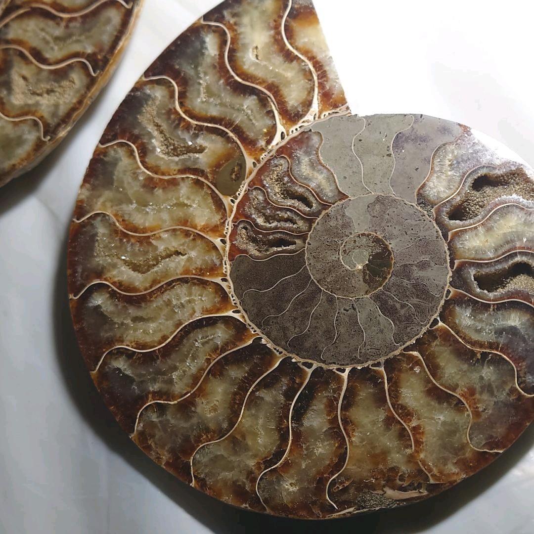 ★アンモナイト化石セット（台座付）