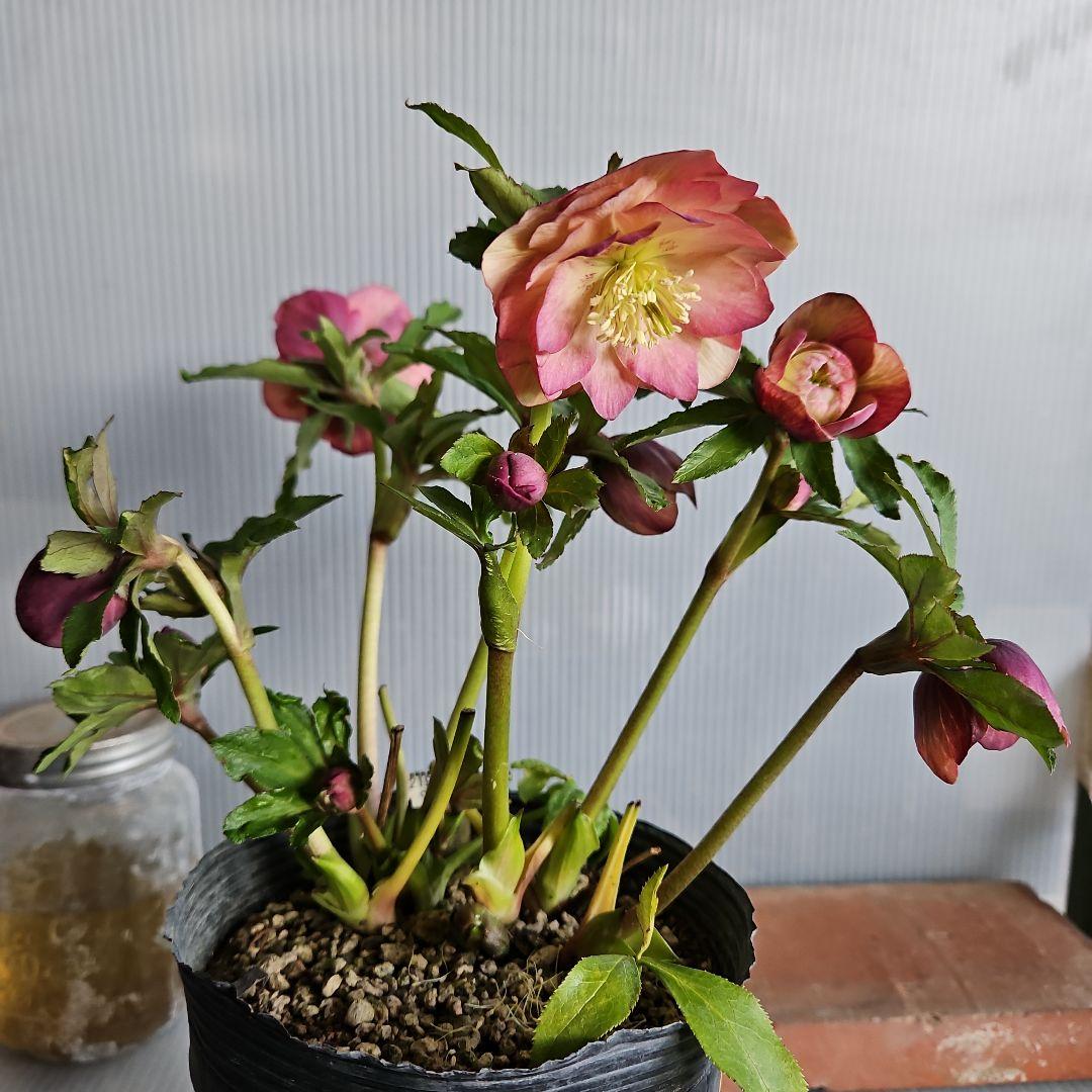 ムック様ご購入苗㉖-30㉖-71㉖-96クリスマスローズ