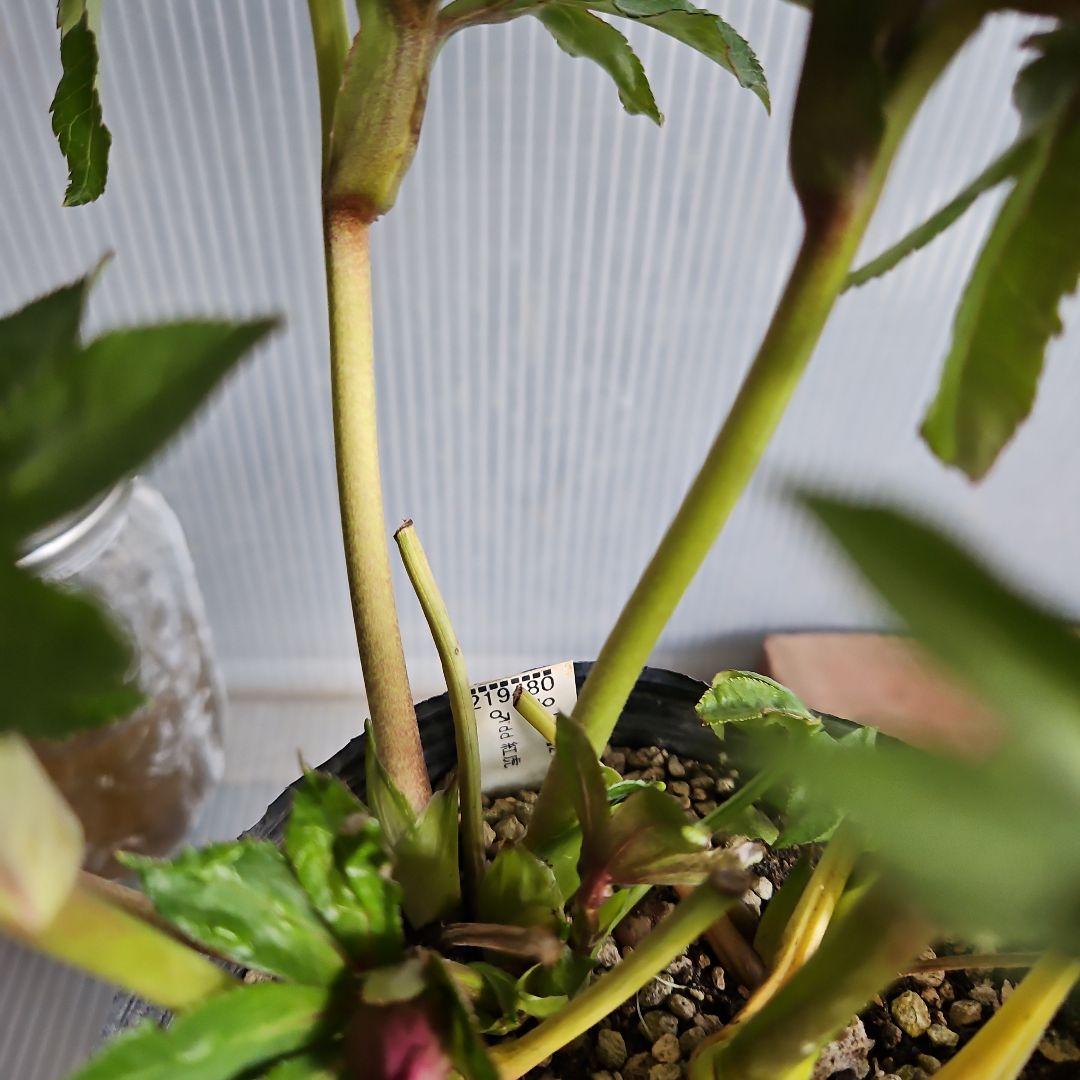 ムック様ご購入苗㉖-30㉖-71㉖-96クリスマスローズ