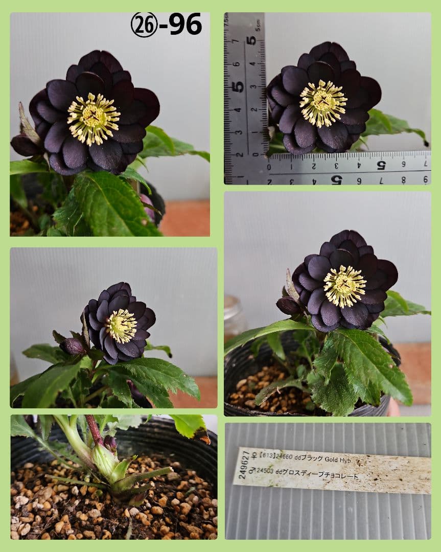 ムック様ご購入苗㉖-30㉖-71㉖-96クリスマスローズ