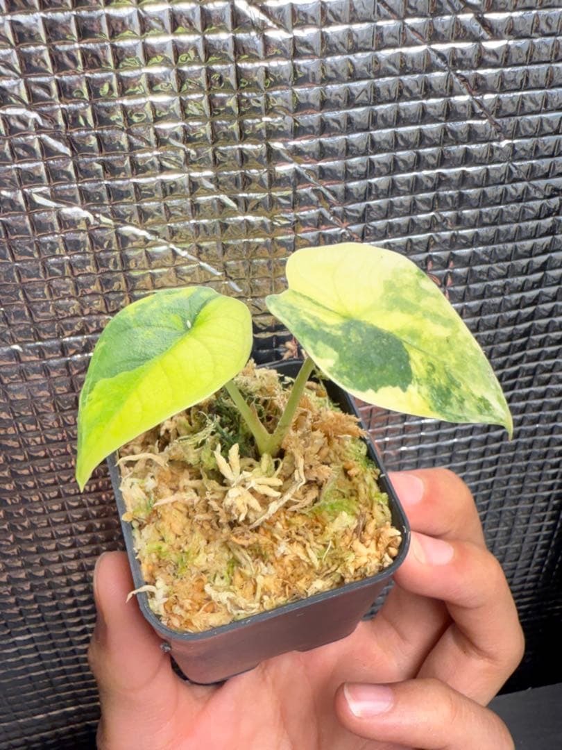 アロカシア メロ オーレア 斑入り