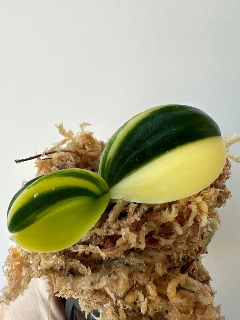 【 名護蘭 】明丸縞　356