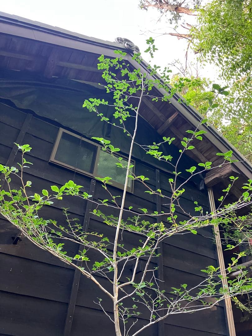 81 山採り　アオハダ