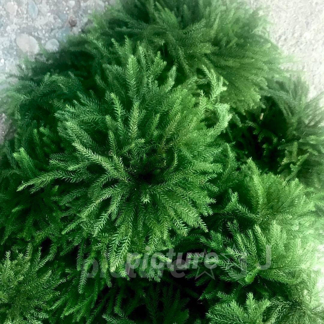 ★ オレさま・専用 ★ タチカズラetc