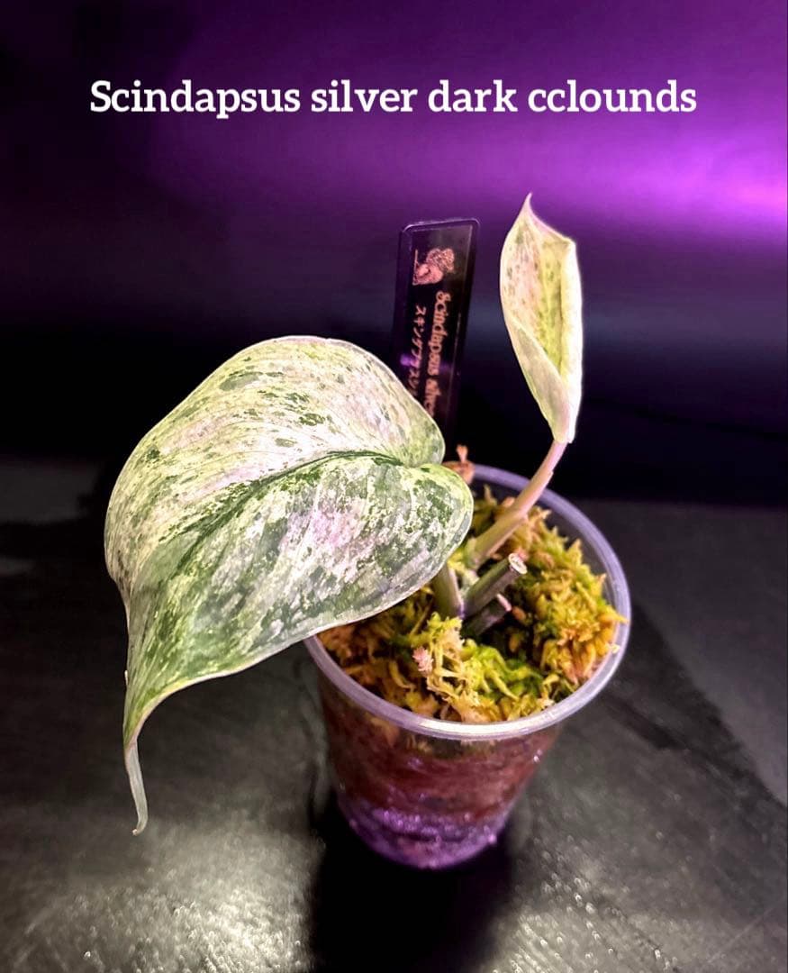 (まに商品)スキンダプサス　セット　a1