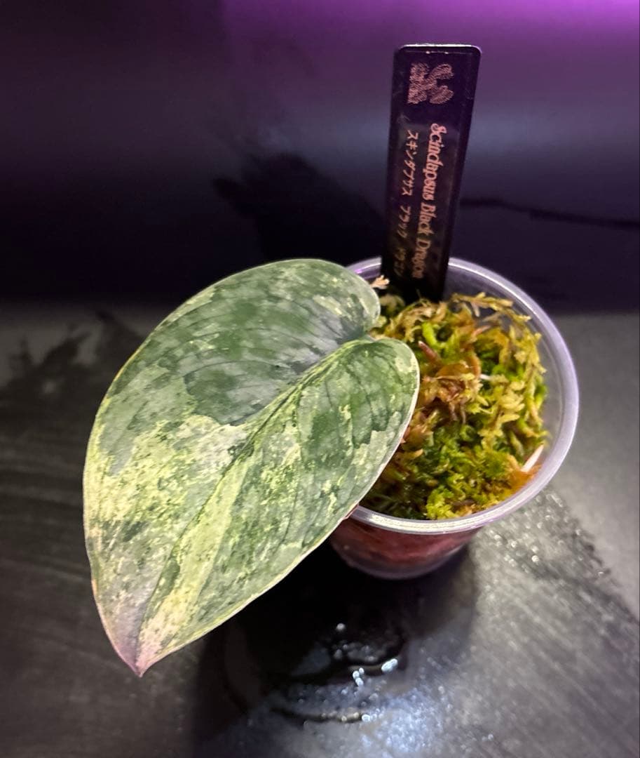 (まに商品)スキンダプサス　セット　a1