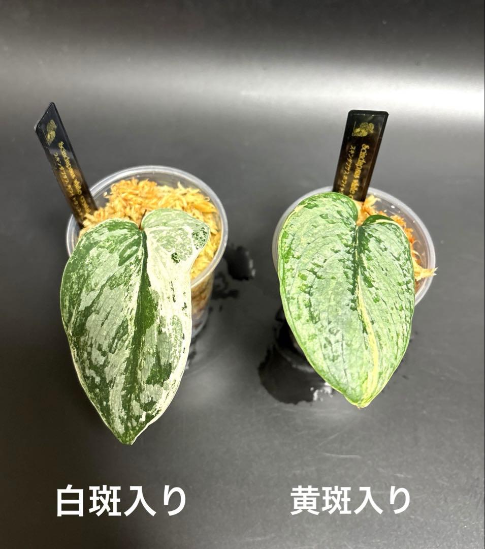 (まに商品)スキンダプサス　セット　a1