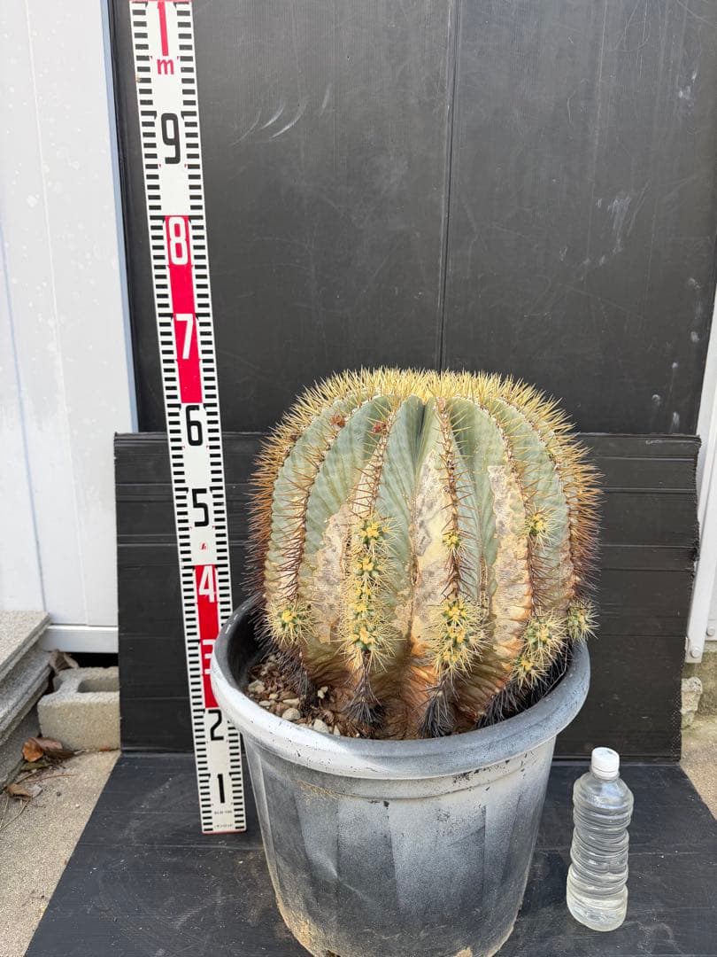 王冠竜　大きな球形サボテン 約90cm