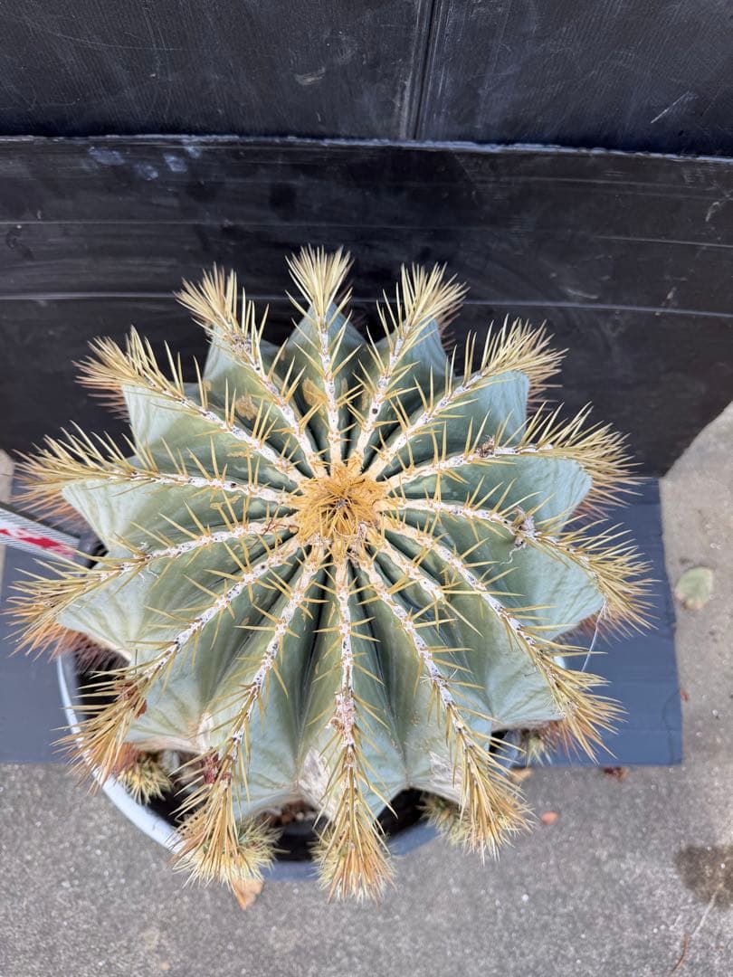 王冠竜　大きな球形サボテン 約90cm