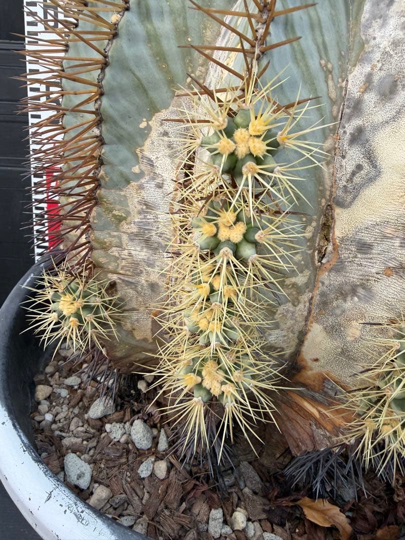 王冠竜　大きな球形サボテン 約90cm