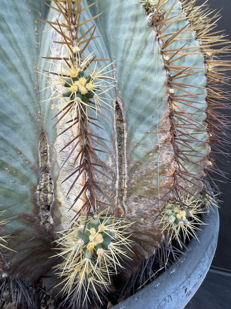 王冠竜　大きな球形サボテン 約90cm