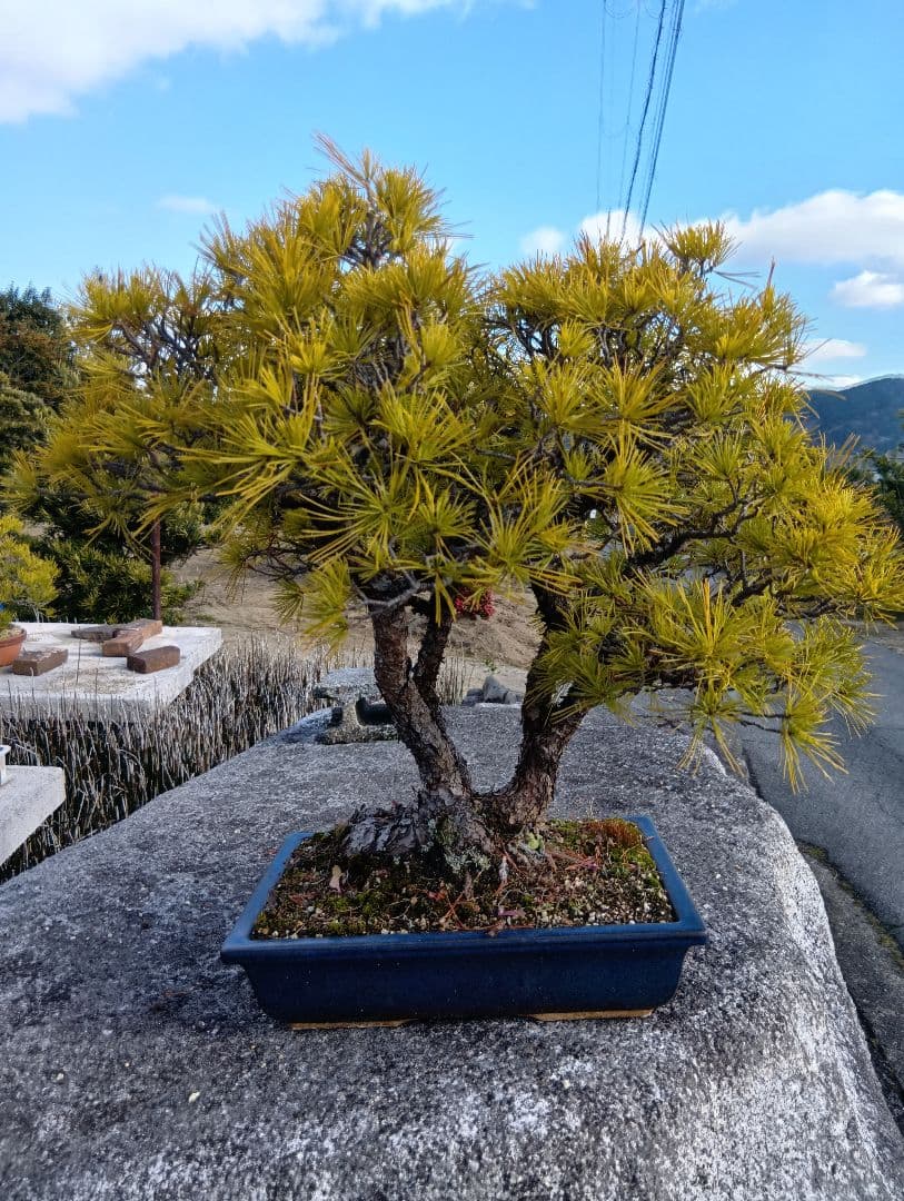 五葉松（かなり年数持ち込み古い）