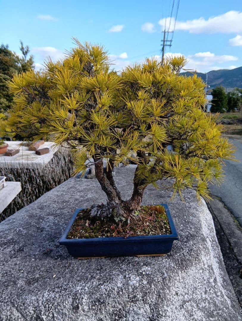 五葉松（かなり年数持ち込み古い）