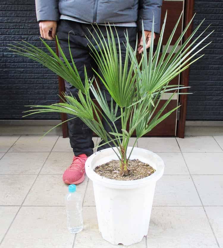 【現品】ブラヘア・スーパーシルバー　10号　９A番　ヤシの木　椰子の木