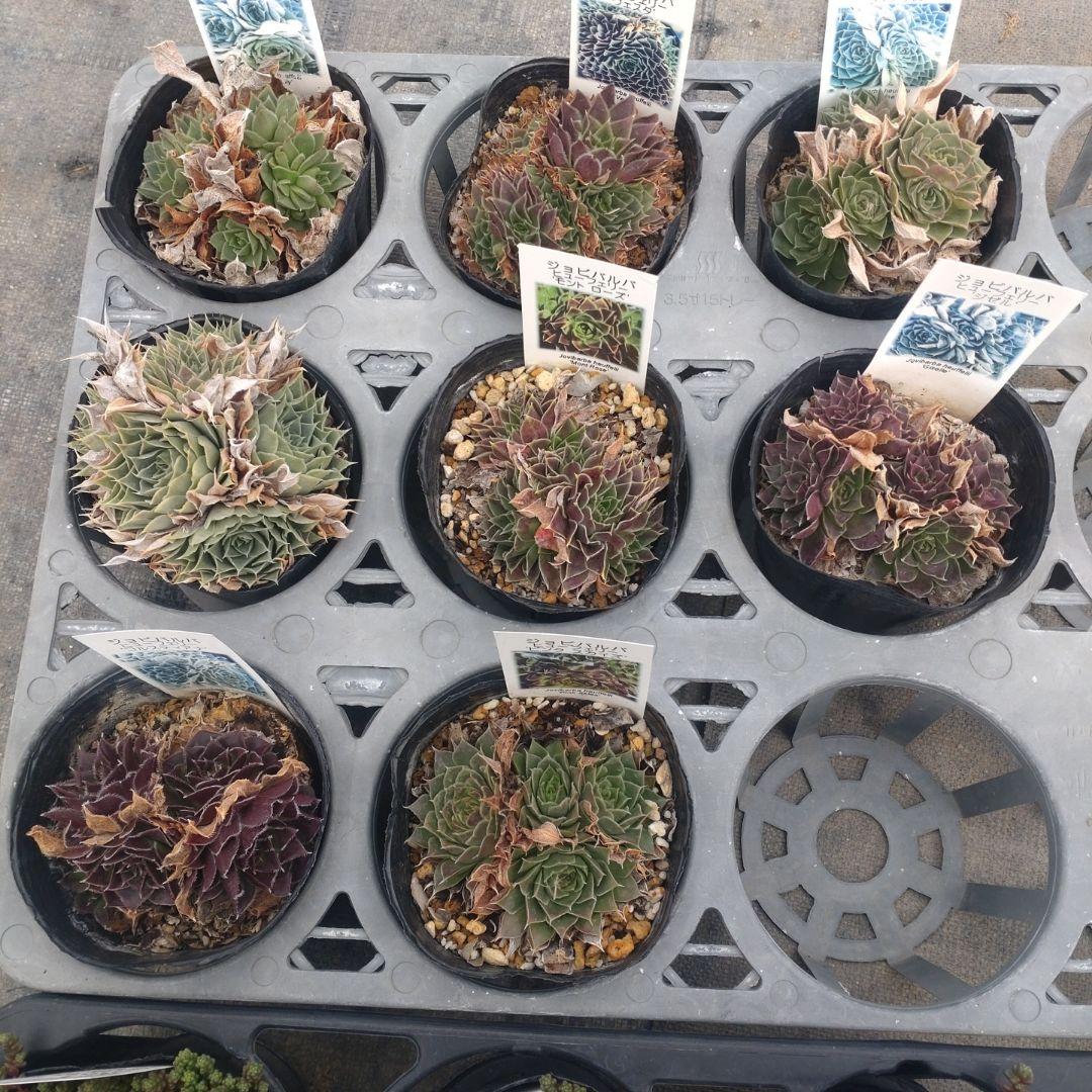 ガレージMさん専用