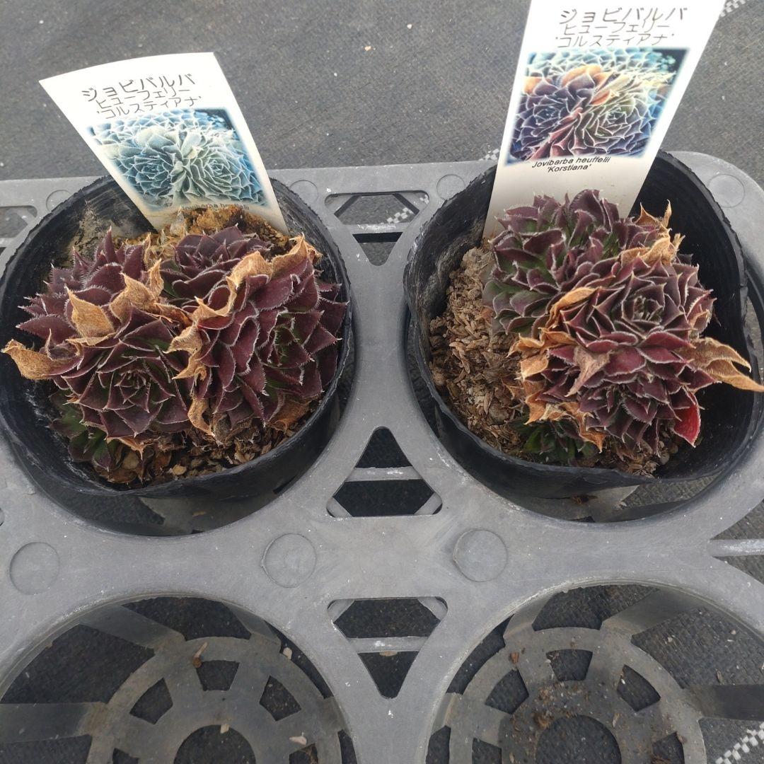 ガレージMさん専用