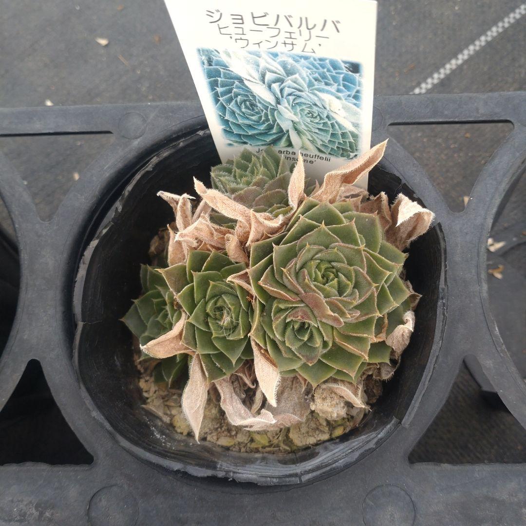 ガレージMさん専用