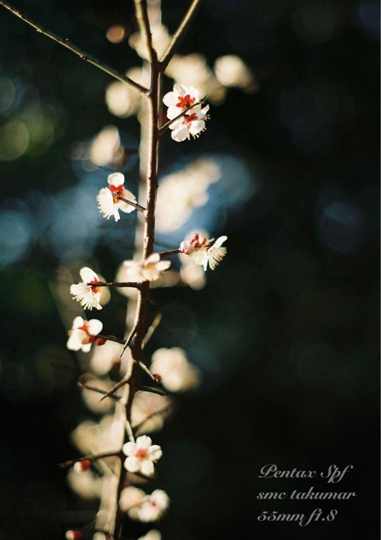 美品＊完動品＊初期保証 ★pentax spf★リザード本革ベージュ★作例必見！