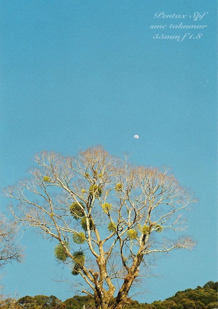 美品＊完動品＊初期保証 ★pentax spf★リザード本革ベージュ★作例必見！