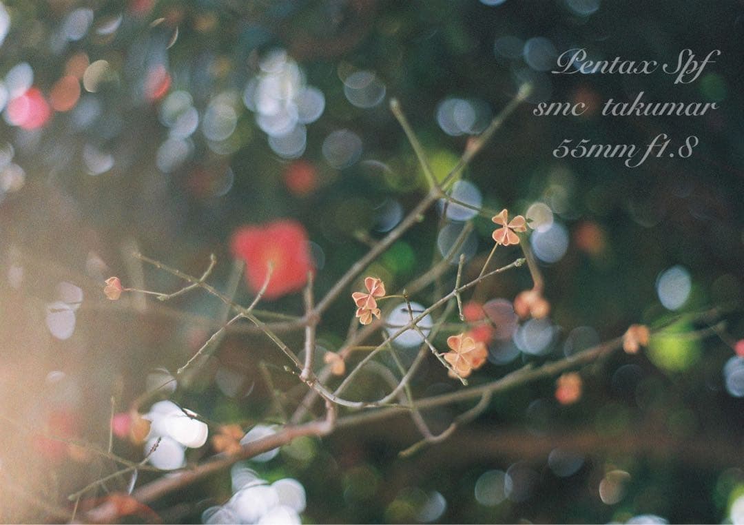 美品＊完動品＊初期保証 ★pentax spf★リザード本革ベージュ★作例必見！