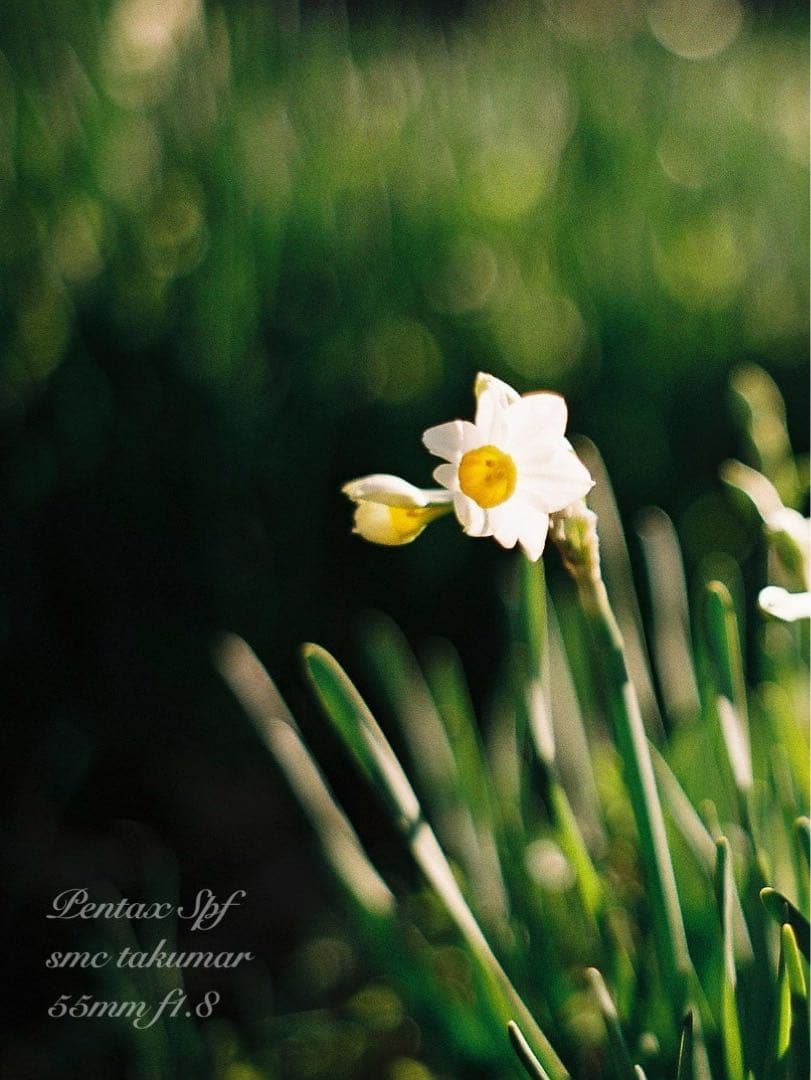 美品＊完動品＊初期保証 ★pentax spf★リザード本革ベージュ★作例必見！