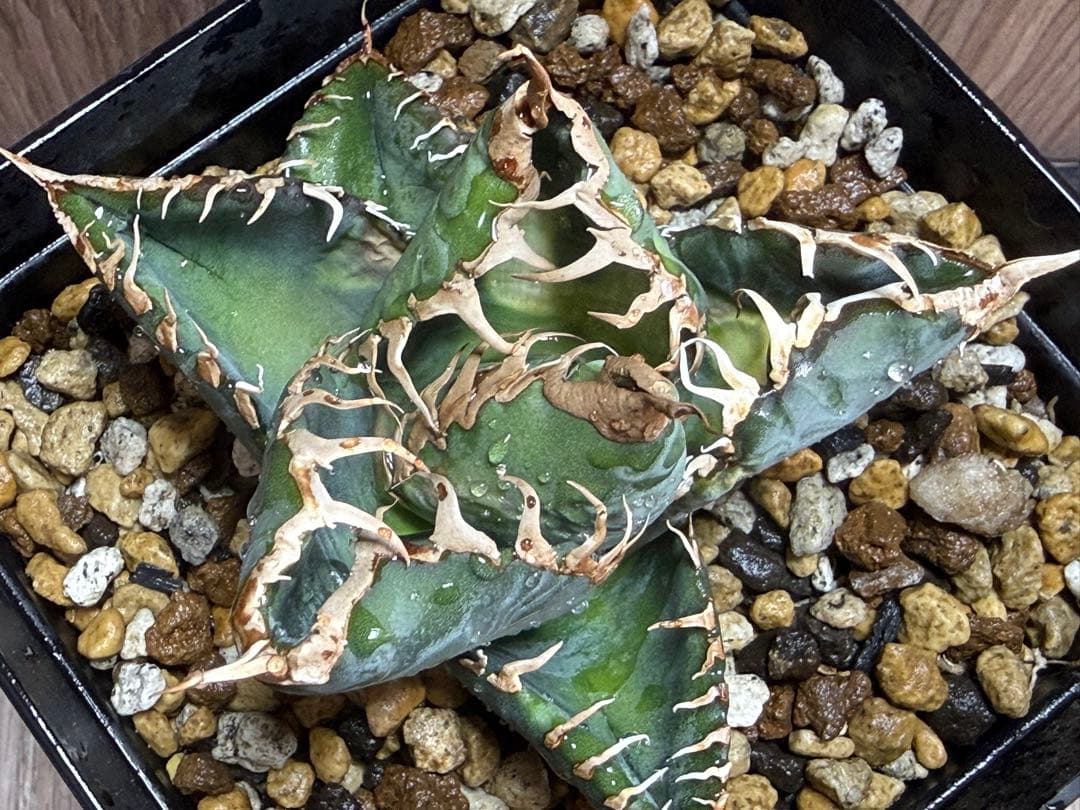 【SSS株】良形 アガベ チタノタ 悪魔くん 選抜株