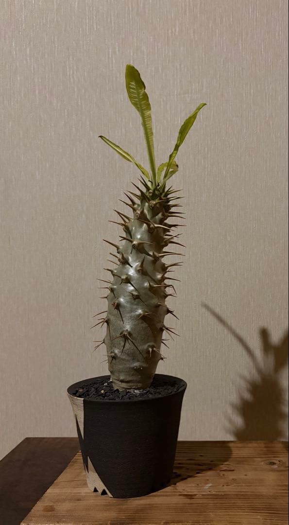 パキポディウムアンボンゲンセ　国内実生