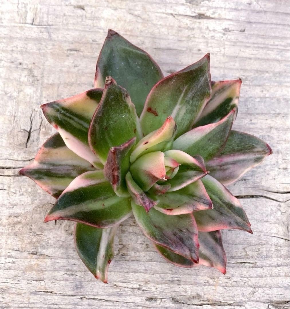 お取り置き専用　多肉植物　❁︎シュビル錦　未発根