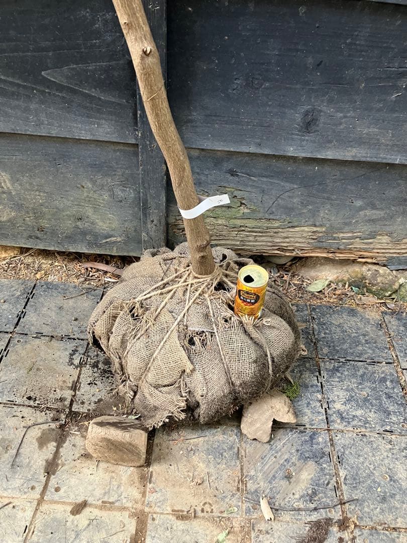 50 山採り　イロハモミジ