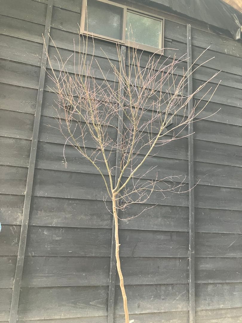 50 山採り　イロハモミジ