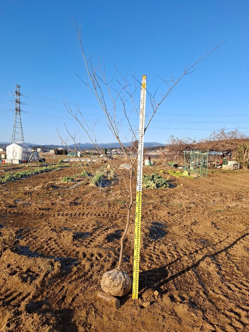 ハウチワカエデ　山彩り　雑木　－－アオダモ、アオハダ、モミジ、カエデーー