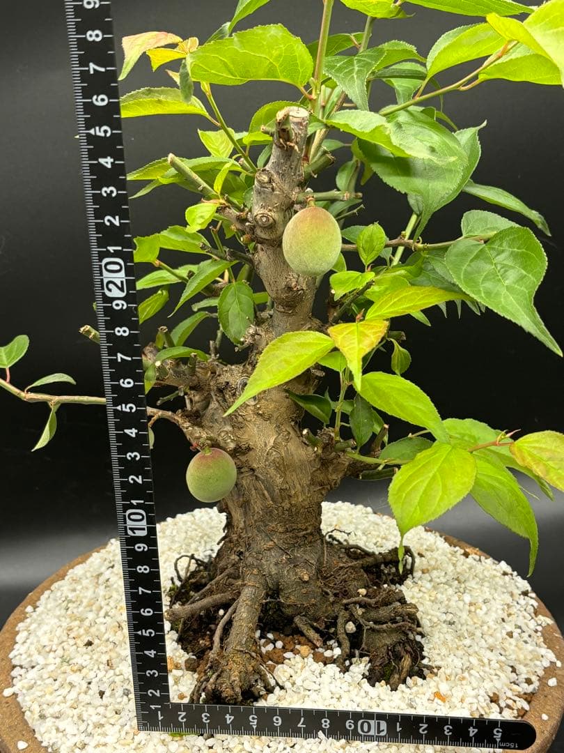 紅梅 盆栽　赤花