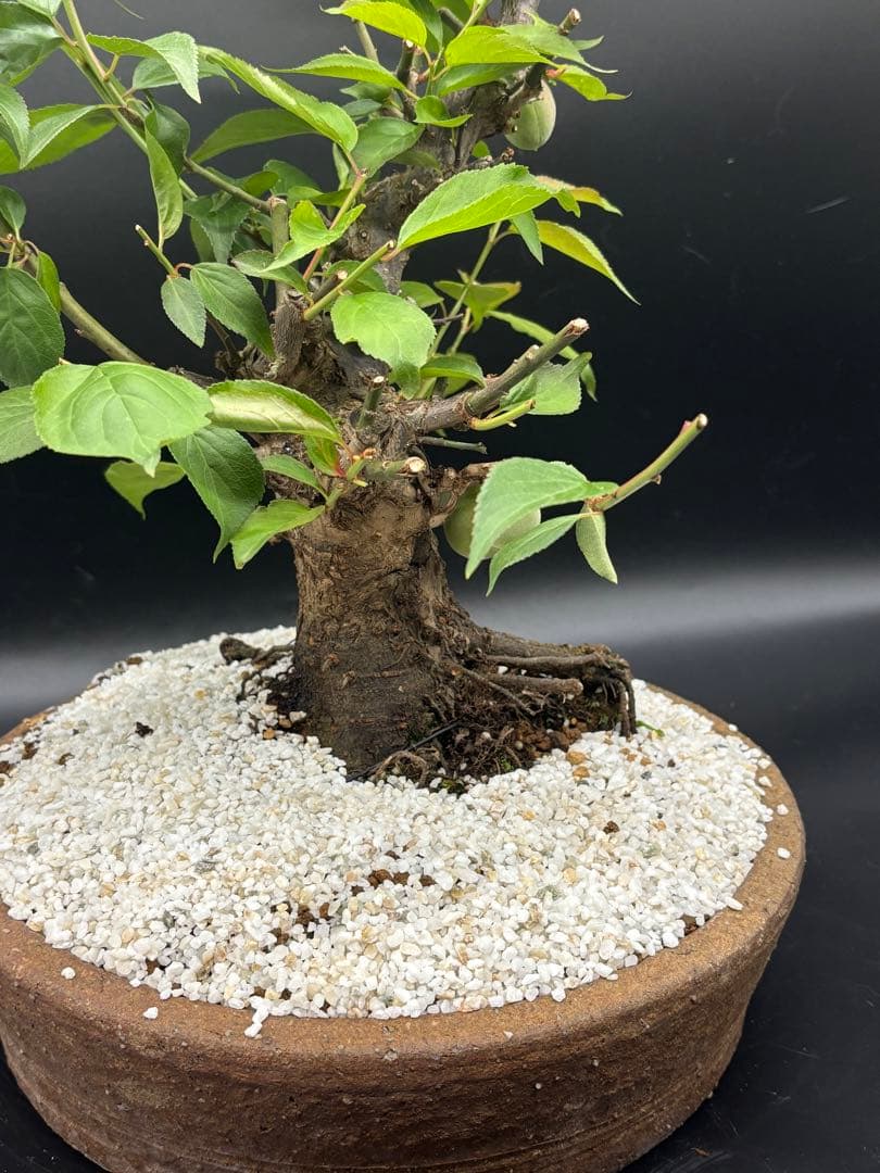 紅梅 盆栽　赤花