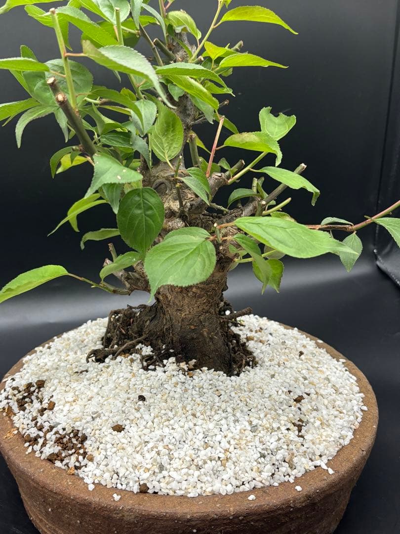 紅梅 盆栽　赤花