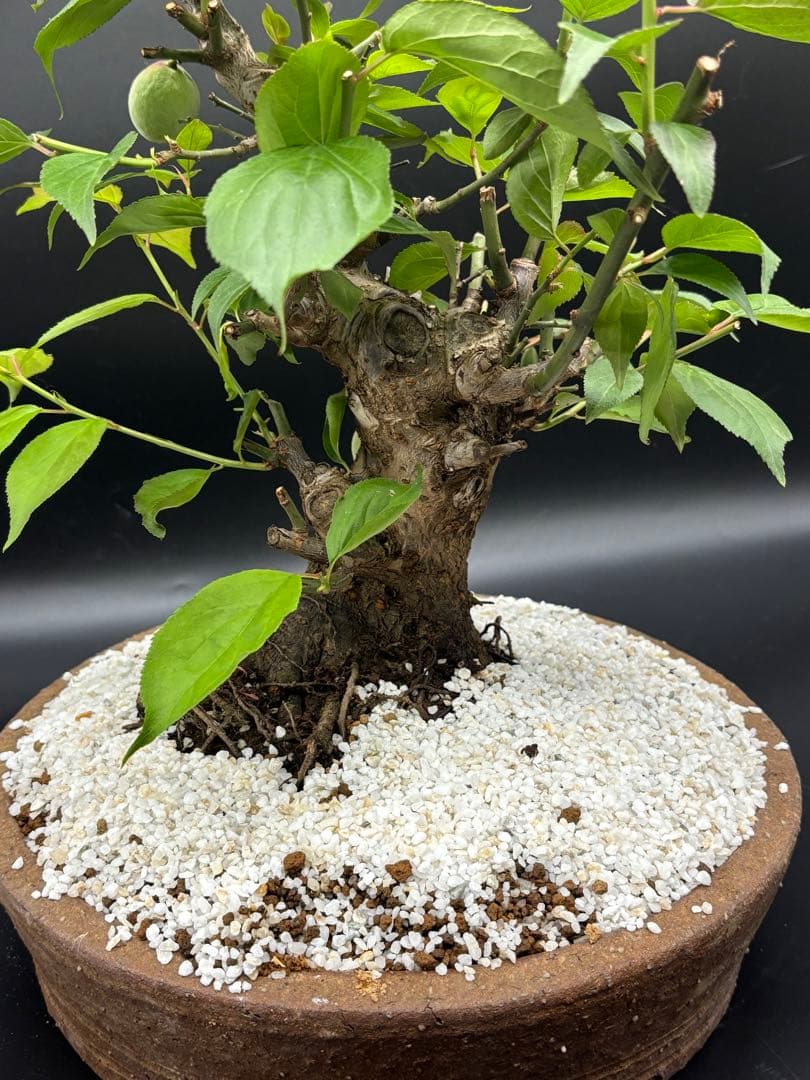 紅梅 盆栽　赤花