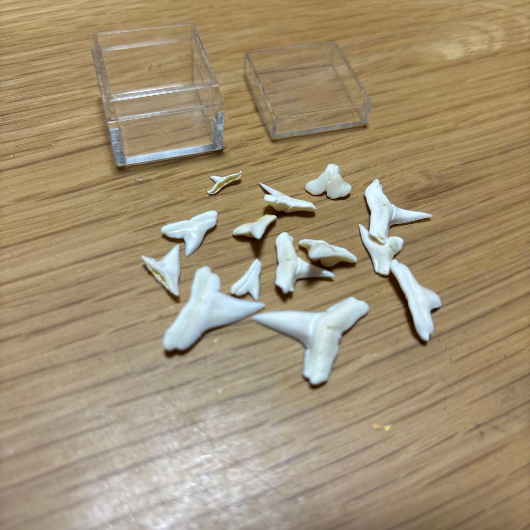 サメの歯　インテリア　コレクション　まとめ売り