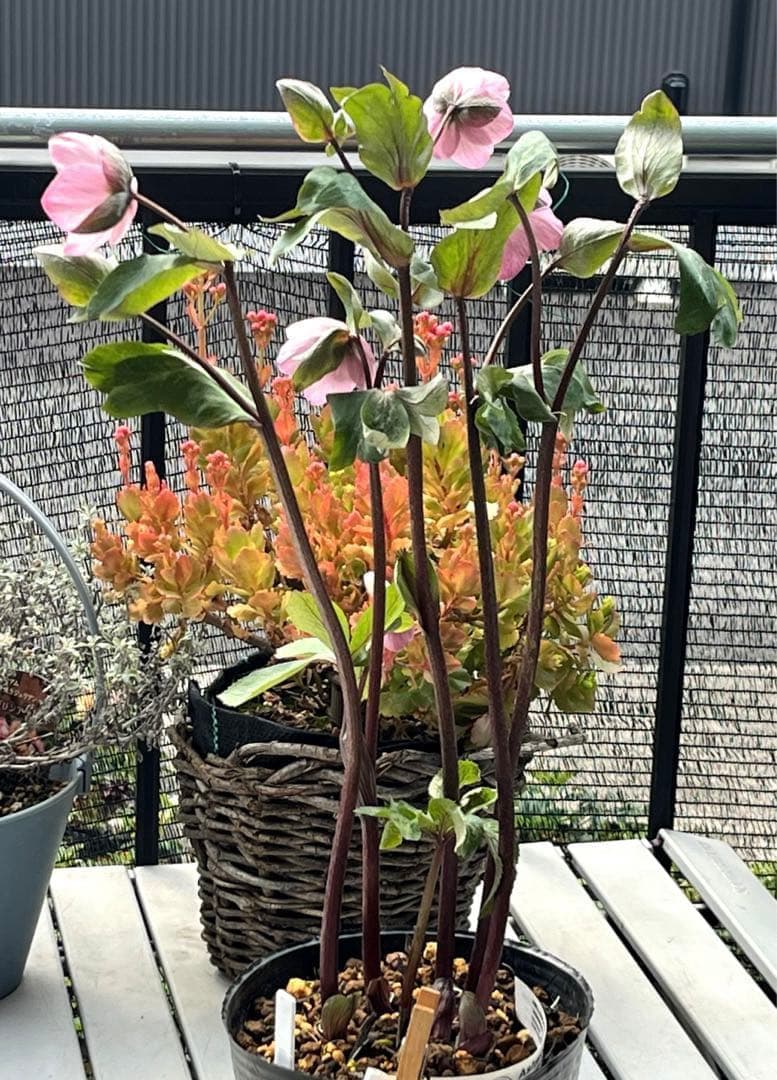 の*ん様 ☘️超特大☘️開花株❤️6号❤️根パンパン❤️610Ash【ATLAS