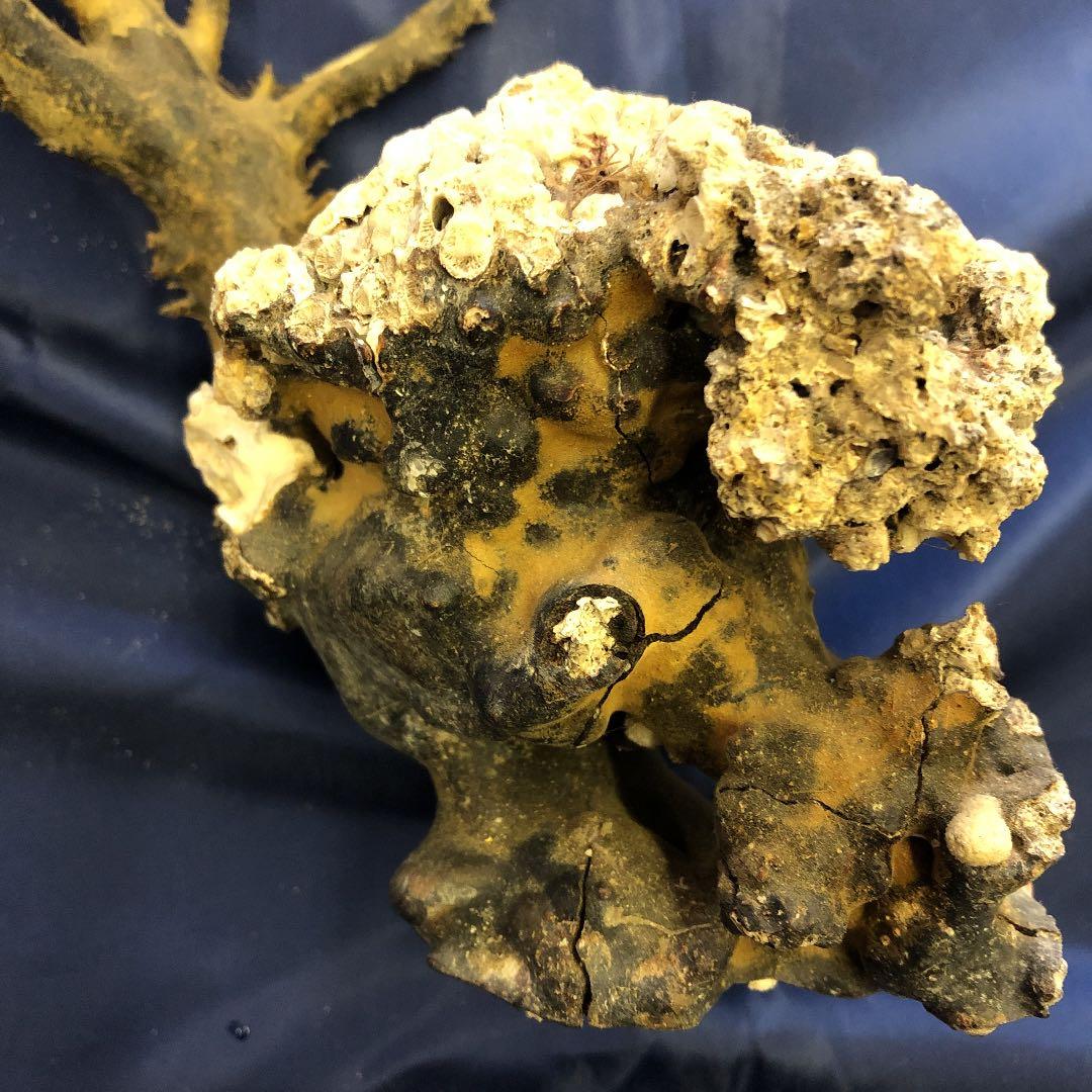 海松　原木　黒珊瑚　長さ95cm こぶ付き