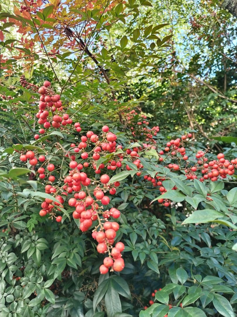 山茶花　茶花　石蕗　南天他