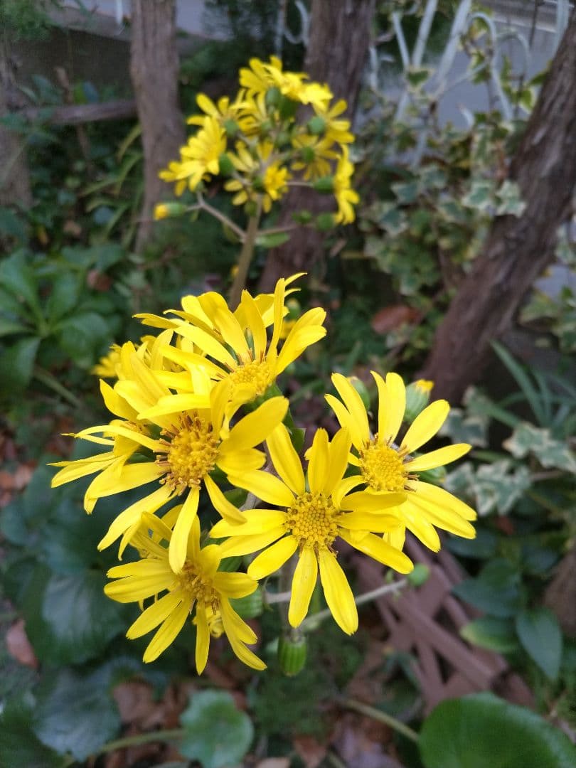 山茶花　茶花　石蕗　南天他