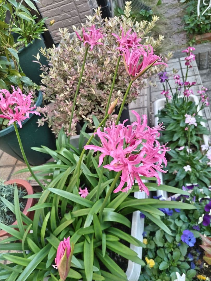 山茶花　茶花　石蕗　南天他