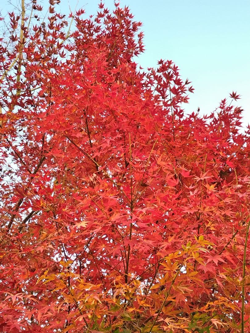 山茶花　茶花　石蕗　南天他