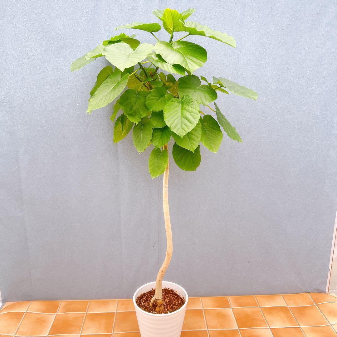 現品　フィカス　ゴムの木　ウンベラータ　35番　観葉植物　インテリアグリーン
