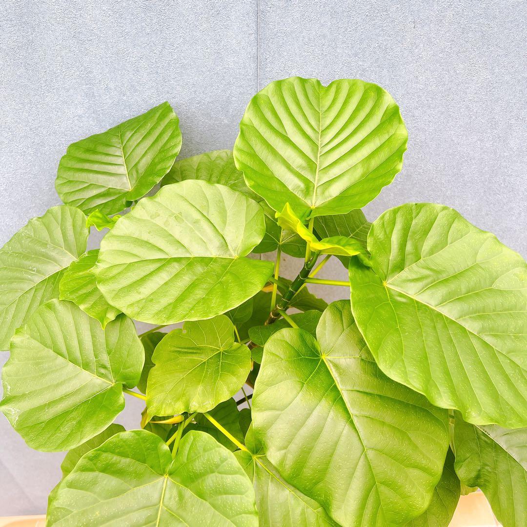 現品　フィカス　ゴムの木　ウンベラータ　35番　観葉植物　インテリアグリーン