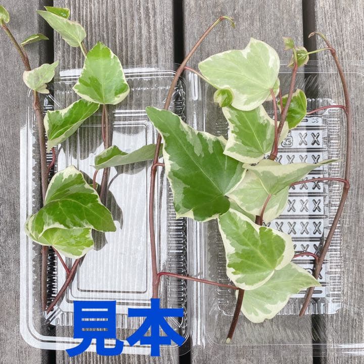 ⭐️専用⭐️観葉植物 斑入りオカメヅタ 新芽カット苗 5本 挿し穂 ガーデニング