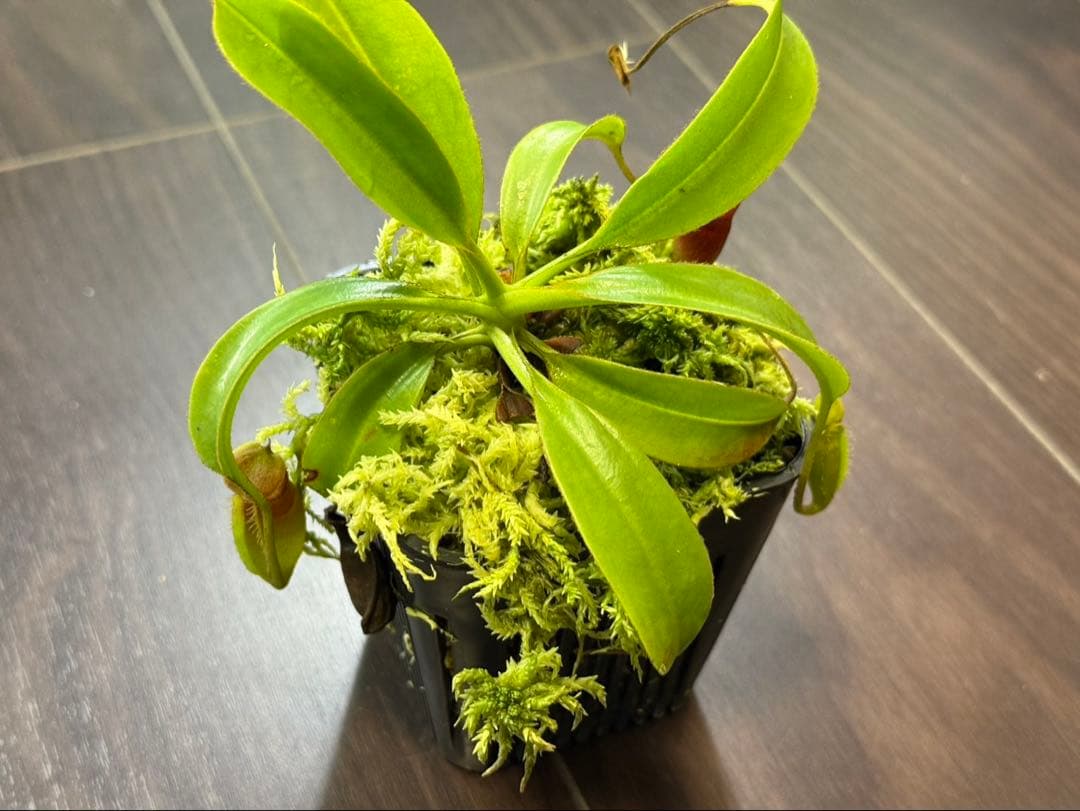 食虫植物N. xtrusmadensis AW clone:1