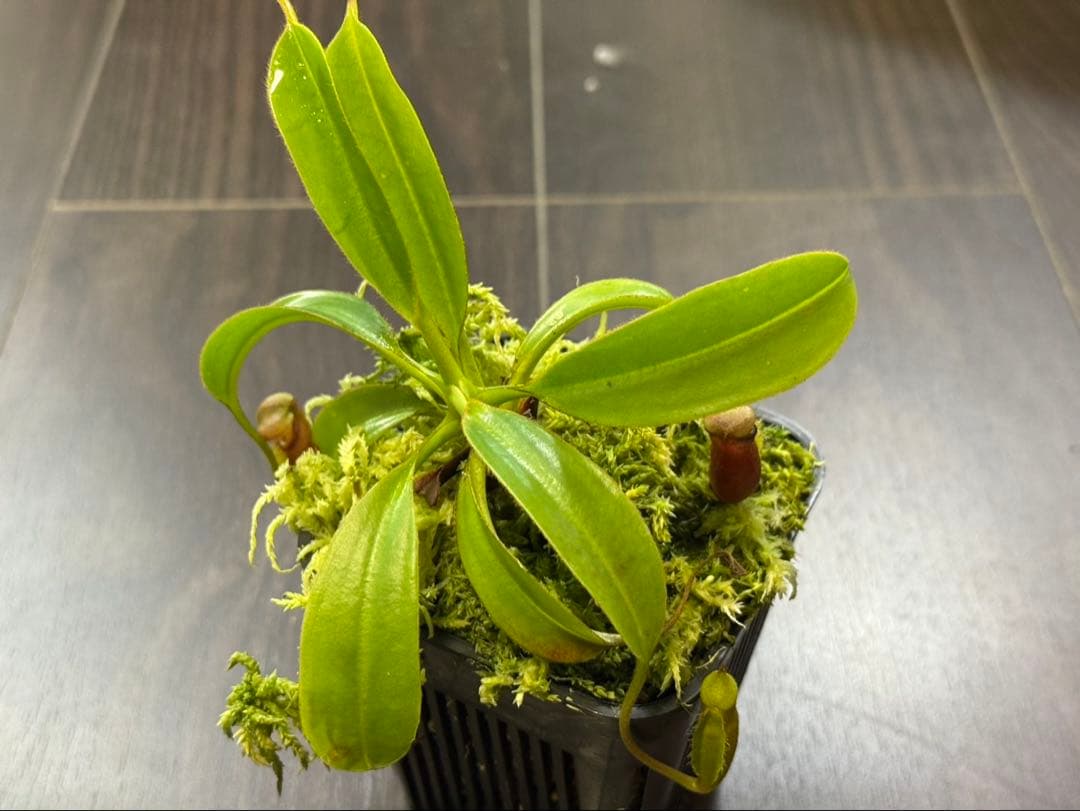 食虫植物N. xtrusmadensis AW clone:1